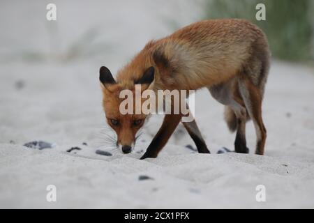 Rotfuchs (Vulpes vulpes) sucht am ostseestrand nach Futter Stockfoto