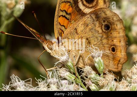 Nahaufnahme Makrolinsenaufnahme eines gewöhnlichen buckeye-Schmetterlings (Junonia coenia) auf gemeinen Boneset-Wildblumen. Dies ist ein brauner Schmetterling mit samtigen Flügeln Stockfoto