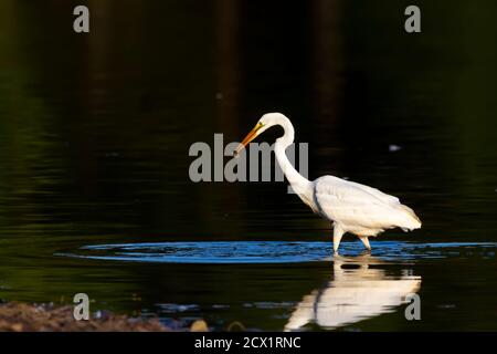 Nahaufnahme eines Weißreiher (Ardea alba), der im seichten Wasser im Patuxent Naturschutzgebiet spazierengeht. Der Vogel hat gerade einen Fisch gefangen, der Stockfoto