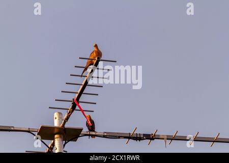 Eine Straßentaube (Columba livia) sitzt auf einer T-förmigen Fernsehantenne im Retro-Stil, die auf einer Stange auf dem Dach montiert ist. Es gibt noch einen Vogel Stockfoto