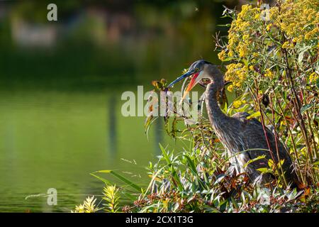 Nahaufnahme eines großen Blaureihers (Ardea herodias) mit weit geöffnetem Mund, der sich unter dem Schilf versteckt. Das Bild zeigt auch den Sumpfgebiet mit hohem g Stockfoto