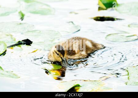 Nahaufnahme einer Stockente, die Trinkwasser entwässert Stockfoto