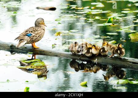 Eine Familie von Enten, die auf einem Baumstamm im See ruhen Washington Stockfoto