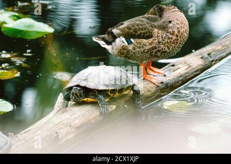 Eine Schildkröte und eine Ente ruhen zusammen auf einem Baumstamm In einem Teich Stockfoto