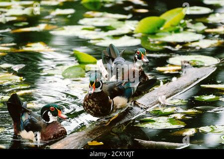 Warf Holzenten auf einen schwimmenden Holzbalken in einem Teich Stockfoto