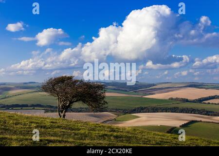 Lone verkümmerte windgepeitschten Baum auf Kingston Ridge Süd nach Osten Sussex Südostengland Stockfoto