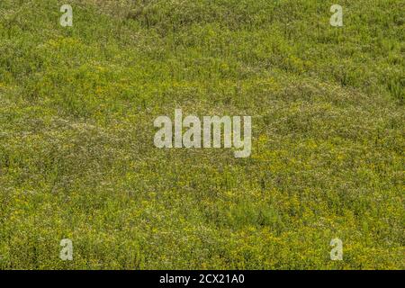 Hohe gelbe und weiße Wildblumen und andere Unkräuter, die ein bedecken Feld auf einem Hügel an einem sonnigen Tag spät Sommer Hintergründe Tapete flat-lays und Kopie sp Stockfoto