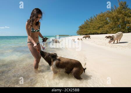 Lächelnde junge Frau im Bikini Fütterung Karotten zu Schwein an Strand Stockfoto