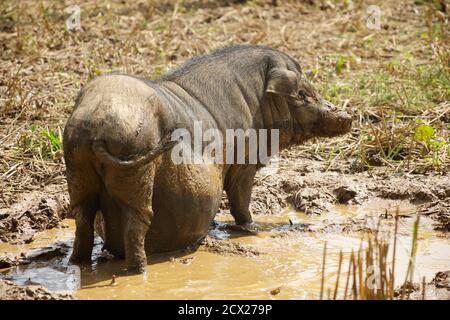 Sau. Fat Pig im Schlamm wälzen. Lunge Phin, Provinz Lao Cai, Vietnam Stockfoto