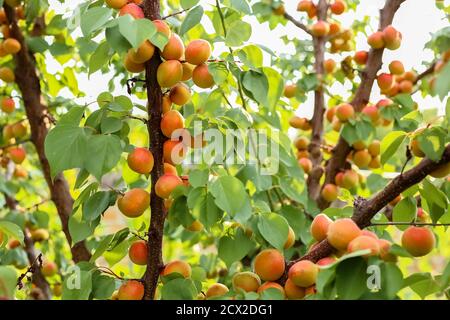 Zweige eines Aprikosenbaums mit reifen Früchten im Garten Stockfoto