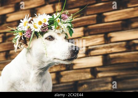 Schöner, romantischer Hund Jack Russel in einem Blumenkranz. Sommerkonzept Stockfoto