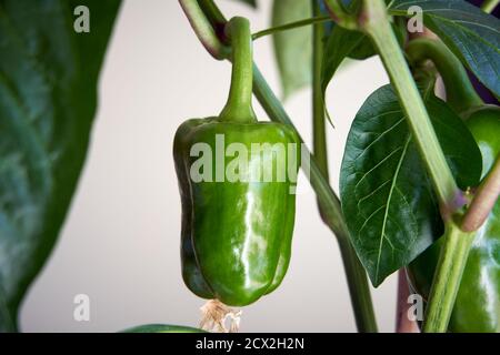 Grüne Paprika wächst auf einer Zimmerpflanze Stockfoto