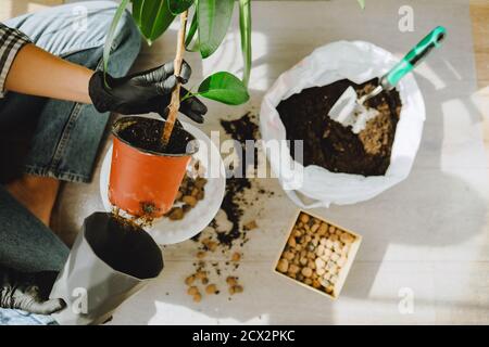 Frau verpflanzt Blumen in größeren Töpfen zu Hause Stockfoto