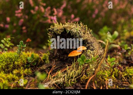 Zwei kleine Pilze mit einem alten Stumpf im Wald sind zu einem zusammengewachsen und zeigen die Kontinuität des Lebens Stockfoto