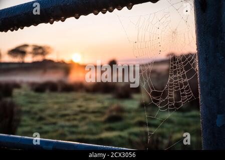 Erste Strahlen des Sonnenaufgangs treffen Tau auf eine Spinnen Web an einem frühen Herbstmorgen in Irland Stockfoto