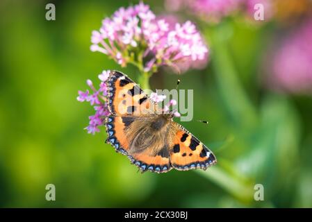 Ein kleiner Tortoiseshell Schmetterling, der sich auf Blütennektar ernährt. Dies wurde im Spätsommer in Irland genommen Stockfoto