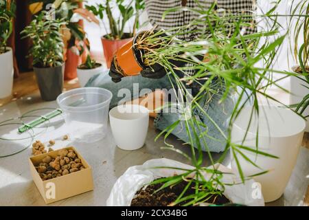 Frau verpflanzt Blumen in größeren Töpfen zu Hause Stockfoto