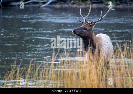 Bullenelch im Madison River im Yellowstone National Parken Stockfoto