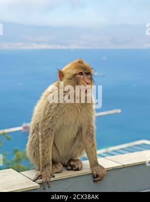 Barbary Macaque sitzt auf einem Geländer auf dem Felsen von Gibraltar mit einem natürlichen Meereshintergrund. Stockfoto