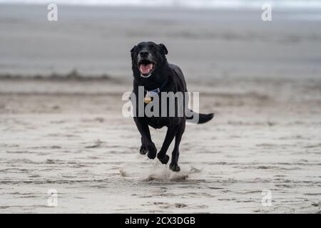 Glücklich verspielt schwarz labrador Retriever läuft und spielt auf der Sand am Strand Stockfoto