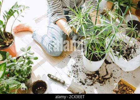 Frau verpflanzt Blumen in größeren Töpfen zu Hause Stockfoto