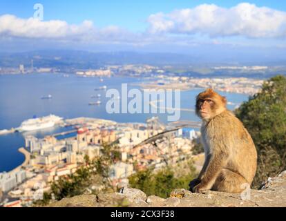 Barbary Macaque sitzt auf dem Felsen von Gibraltar mit schönen Hintergrund Seeslandschaft und Wolkenlandschaft. Die Affen sind bei Touristen beliebt. Stockfoto