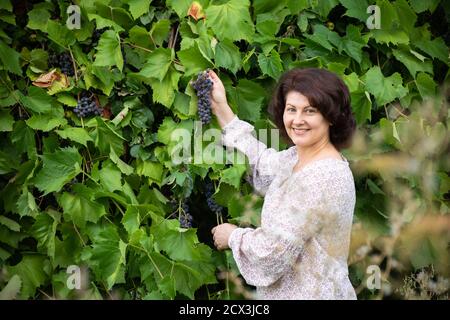 Erwachsene Frau pflückt Trauben in ihrem Garten Stockfoto