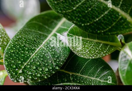 Zimmerpflanze adenium arabicum, Nahaufnahme der Blätter mit Wassertropfen. Stockfoto