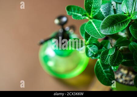 Zimmerpflanze adenium arabicum, Nahaufnahme der Blätter mit Wassertropfen. Stockfoto