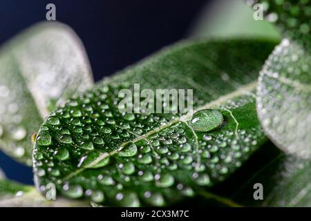 Zimmerpflanze adenium arabicum, Nahaufnahme der Blätter mit Wassertropfen. Stockfoto