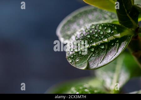 Zimmerpflanze adenium arabicum, Nahaufnahme der Blätter mit Wassertropfen. Stockfoto