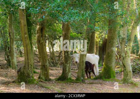 Gefrorener Pfad und Hund, New Forest Stockfoto