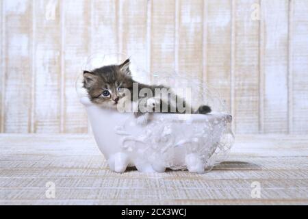 Entzückende kleine Kätzchen faulenzen in einer Clawfoot Badewanne mit Blasen Stockfoto