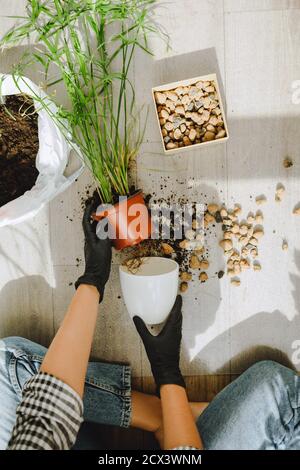 Frau verpflanzt Blumen in größeren Töpfen zu Hause Stockfoto