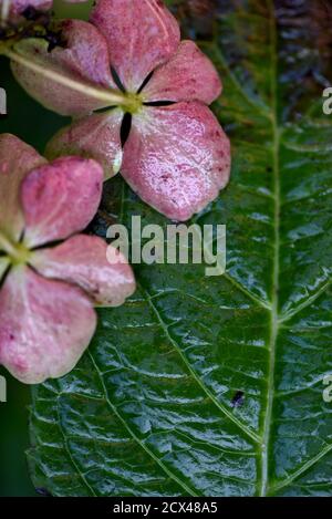 An einem regnerischen Tag in einem Garten in Victoria, British Columbia auf Vancouver Island, Kanada, blüht die feuchte Hortensienblüte und das Blatt Stockfoto