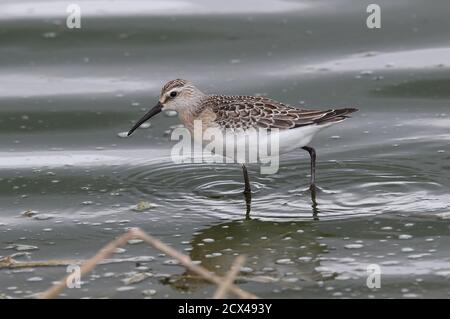 Sandpiper Mit Curlew Für Jugendliche. Stockfoto