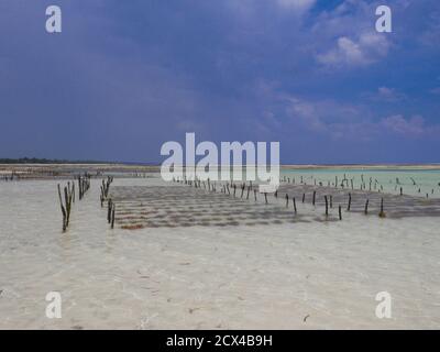 Algenfarm in Sansibar, Tansania. Stockfoto