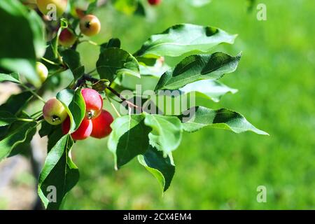 Paradiesäpfel aus nächster Nähe. Paradiesäpfel hängen an einem Ast. Apfelbaum Pflaume. Chinesische Apfelfrucht Nahaufnahme. Malus prunifolia. Stockfoto