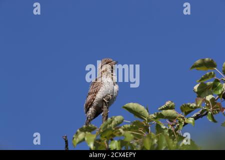 Eurasischer Wryneck oder nördlicher Wrynxzack (Jynx torquilla) Stockfoto