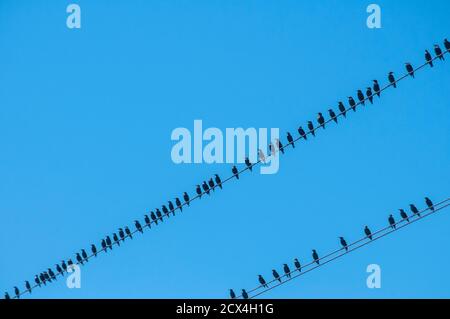 Vögel auf elektrischen Drähten auf blauem Himmel Hintergrund thront Stockfoto