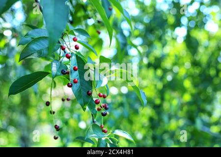 Ein Zweig der Vogelkirsche, Prunus padus, Baum mit reifen Beeren in den Strahlen des Sonnenlichts. Stockfoto