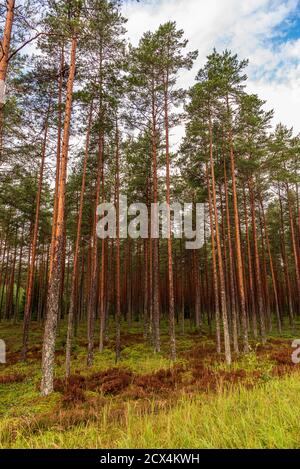 Ein Wald mit schlanken, langen Kiefern und einem blauen Himmel, wo eine weiße Wolke vorbeigleitet, aber die Wurzeln der Bäume sind in einem grünen Moosteppich versteckt Stockfoto