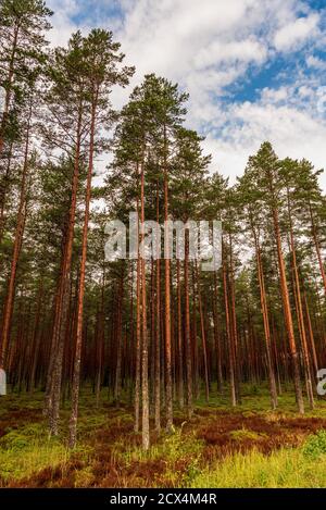 Ein Wald mit schlanken, langen Kiefern und einem blauen Himmel, wo eine weiße Wolke vorbeigleitet, aber die Wurzeln der Bäume sind in einem grünen Moosteppich versteckt Stockfoto