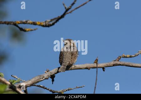 Eurasischer Wryneck oder nördlicher Wrynxzack (Jynx torquilla) Stockfoto