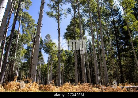 Der Beginn Des Herbstes Im Norden Arizonas Stockfoto