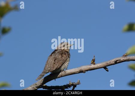 Eurasischer Wryneck oder nördlicher Wrynxzack (Jynx torquilla) Stockfoto