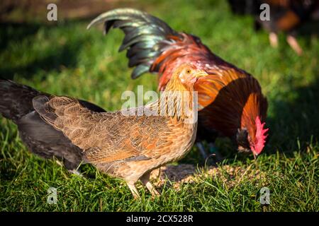 Brown Stoapiperl/ Steinhendl Henne, eine vom Aussterben bedrohte Hühnerrasse aus Österreich Stockfoto