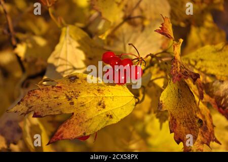 Zweig des Herbstviburnums mit roten Beeren und hellem Laub gegen den Himmel. Stockfoto