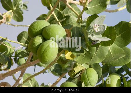 Calotropis procera ist eine blühende Pflanze in der Familie der Dogbane, Apocynaceae, die in Nordafrika, Tropical Africa, Westasien, Südasien und Indochina heimisch ist. Die grünen Globen sind hohl, aber das Fleisch enthält einen giftigen milchigen saft, der extrem bitter ist und sich in eine klebrige Beschichtung gegen Seife verwandelt. Fotografiert in Äthiopien Stockfoto