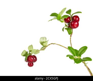 Preiselbeeren mit Blättern. Preiselbeeren. Zweige Wald Preiselbeeren isoliert auf weiß. Preiselbeere. Stockfoto